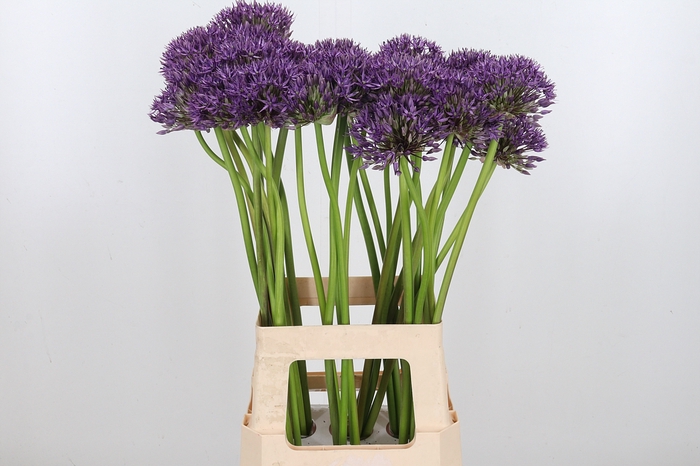 <h4>Allium Jackpot</h4>