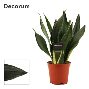 Sansevieria trifa.   ...