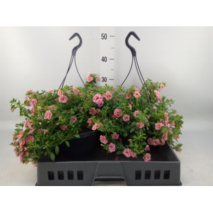 Calibrachoa  'Trixi Sunset'