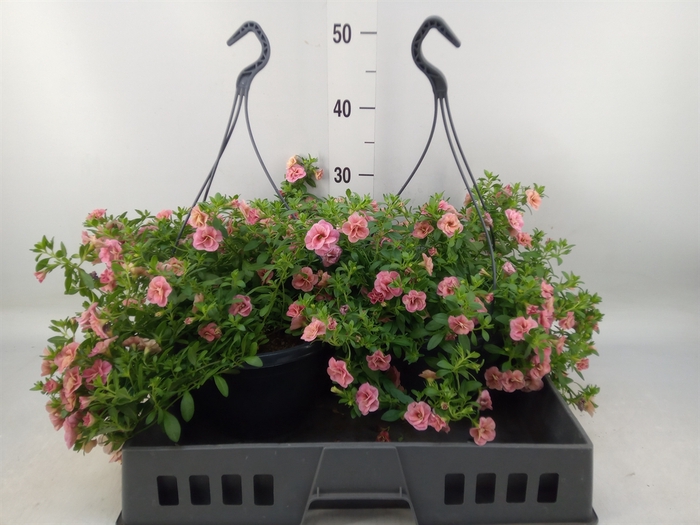 <h4>Calibrachoa  'Trixi Sunset'</h4>