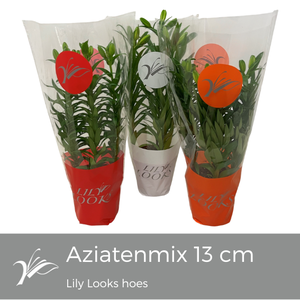 Lilium 13 cm aziatenmix Lily Looks hoes (az. lelie)