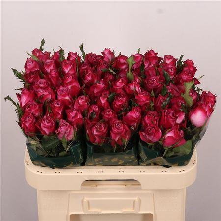 <h4>R Gr Deep Purple</h4>