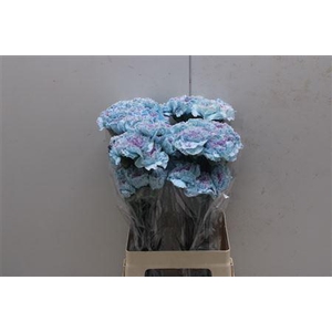 Di St Tinted Blue Yuk