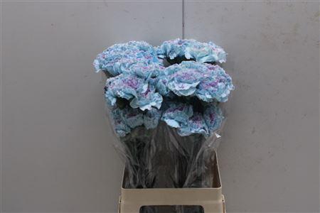 <h4>Di St Tinted Blue Yuk</h4>