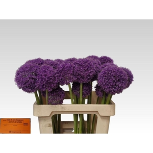 ALLIUM GIGANTEUM