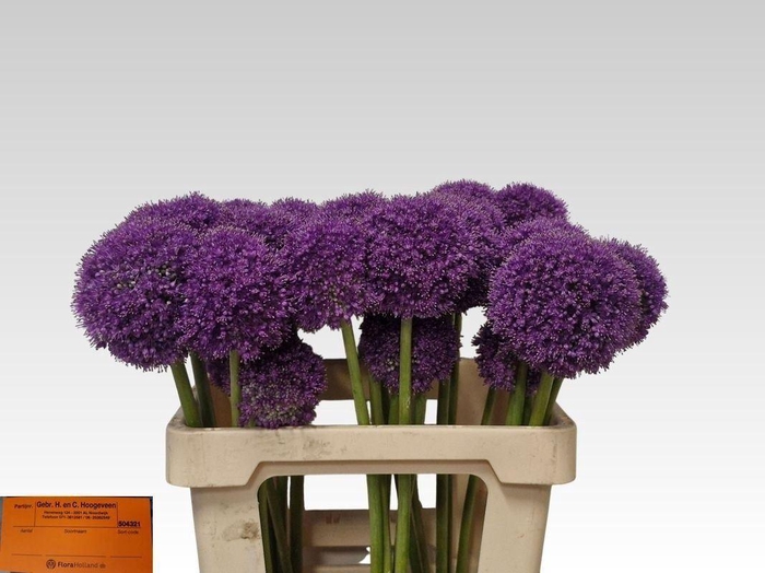 <h4>ALLIUM GIGANTEUM</h4>