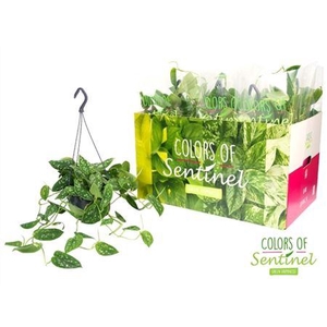 Scindapsus Pictus Argyraeus Hang