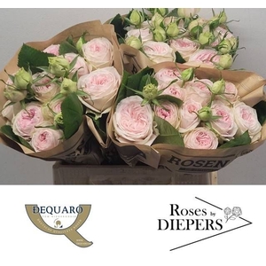 R Tr Ballerina Summerhouse Diepers