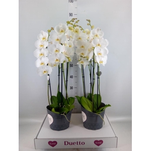 Phalaenopsis  'FC Lunar Landings'
