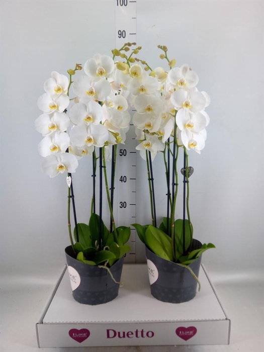 <h4>Phalaenopsis 'FC Lunar Landings'</h4>