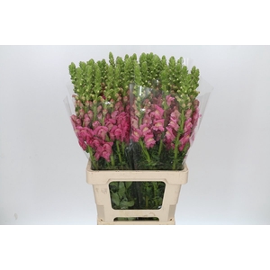 Antirrhinum Potomac Cherry Rose