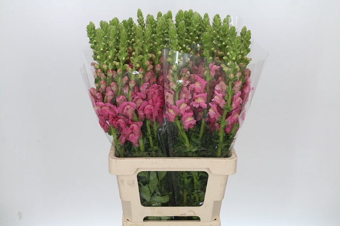 <h4>Antirrhinum Potomac Cherry Rose</h4>