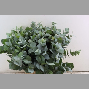 Euca Cinerea 55 Cm P Stem