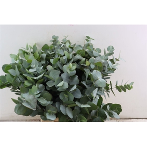 Euca Cinerea 55 Cm P Stem
