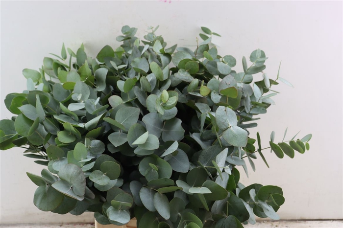 <h4>Euca Cinerea 55 Cm P Stem</h4>