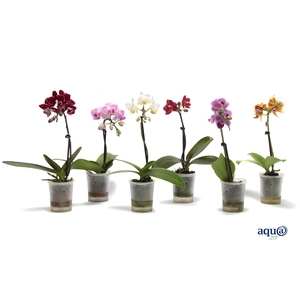Phal Tiny Dolls Mix 1T7+ Aqu@