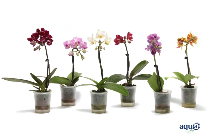 <h4>Phal Tiny Dolls Mix 1T7+ Aqu@</h4>