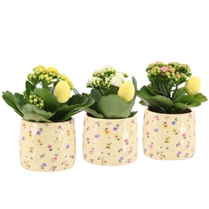 4501122: Solutionss Easter