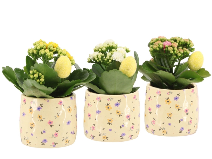 <h4>4501122: Solutionss Easter</h4>