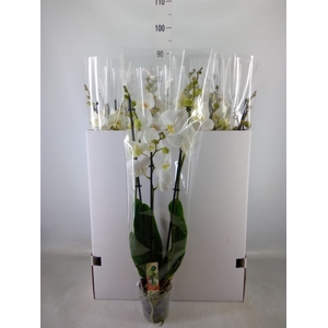 Phalaenopsis   ...white