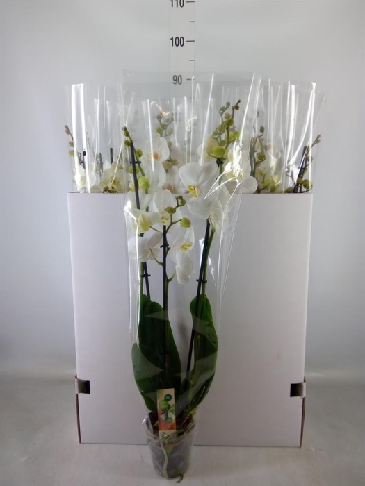 <h4>Phalaenopsis   ...white</h4>