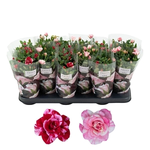 Nolina Roses Ø 10,5 cm. Mix Gigi/Piia