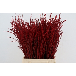 DF Lavender Bs Red