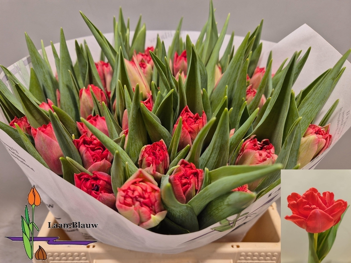 <h4>TU DU DOUBLE TWIST</h4>