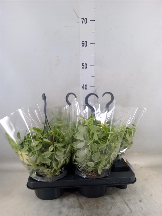 <h4>Dischidia oinantha 'Variegata'</h4>