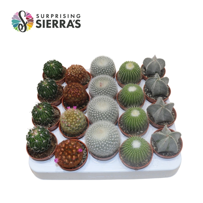 Sierra's® - Bilbao Cactus Mix (Collection)