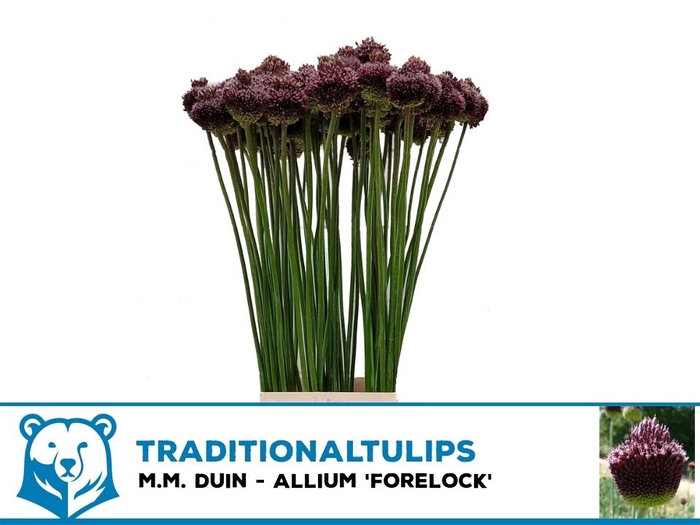 <h4>ALLIUM FORELOCK</h4>