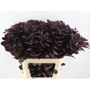 COTI C ROYAL PURPLE