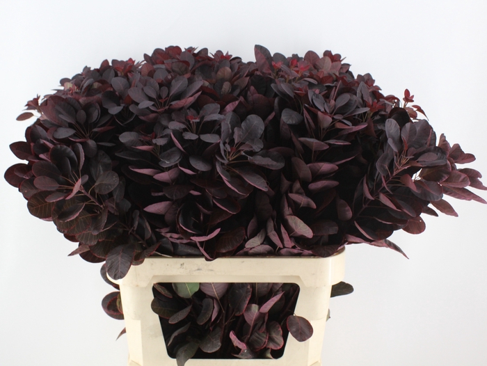 <h4>COTI C ROYAL PURPLE</h4>