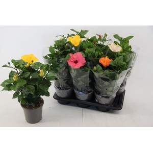 Hibiscus mixtray 17 cm 3 kleuren