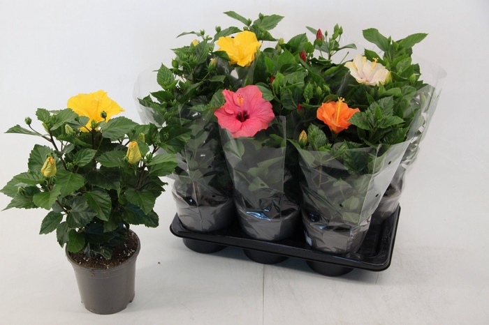 <h4>Hibiscus mixtray 17 cm 3 kleuren</h4>