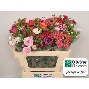 Dianthus TR   ...mix /bos