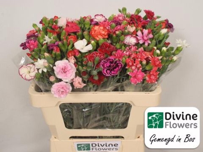 <h4>Dianthus TR   ...mix /bos</h4>