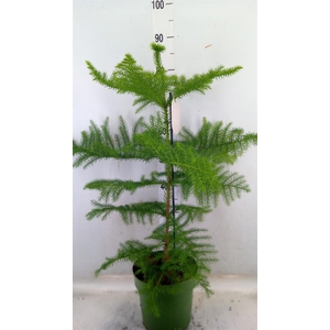 Araucaria heterophylla