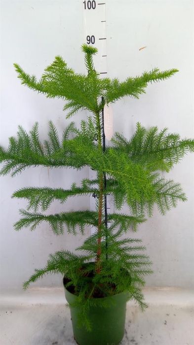 <h4>Araucaria heterophylla</h4>