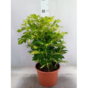 Schefflera arbor. 'Gerda'