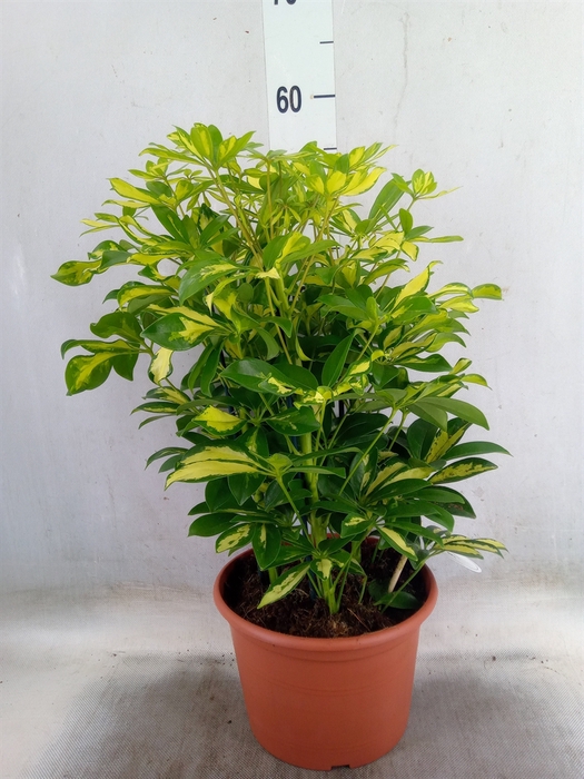 <h4>Schefflera arbor. 'Gerda'</h4>