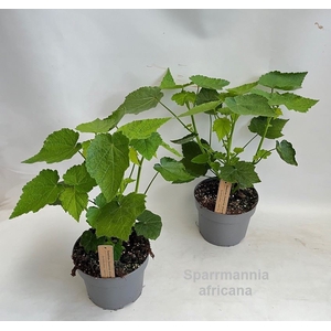 Sparmannia africana