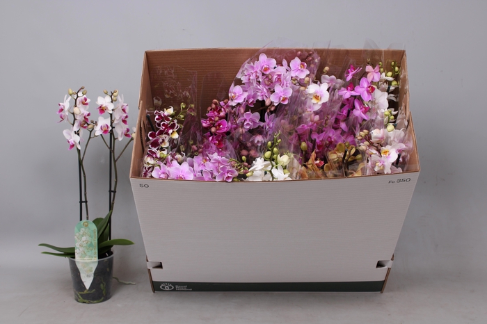 <h4>PHAL MF GEM 8 KL</h4>