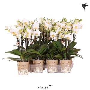 Kolibri Orchids Phalaenopsis white 3 spike