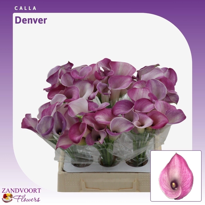 <h4>Calla Denver</h4>