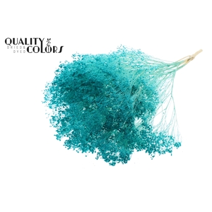 Broom Bloom p/bunch in poly Bleached Turquoise