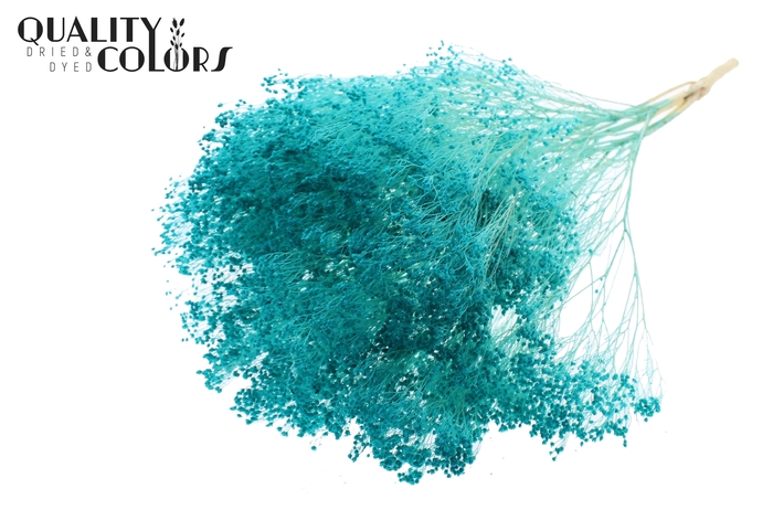 <h4>Broom Bloom p/bunch in poly Bleached Turquoise</h4>