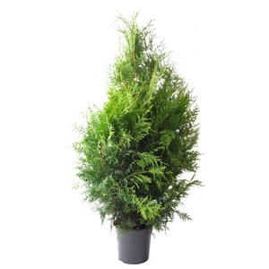 Thuja occ. Brabant, plantmaat 100+ cm - Rondgestoken -