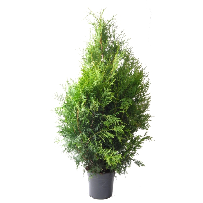 <h4>Thuja occ. Brabant, plantmaat 100+ cm - Rondgestoken -</h4>