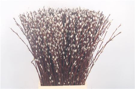 <h4>Salix Ca Snow Flake</h4>